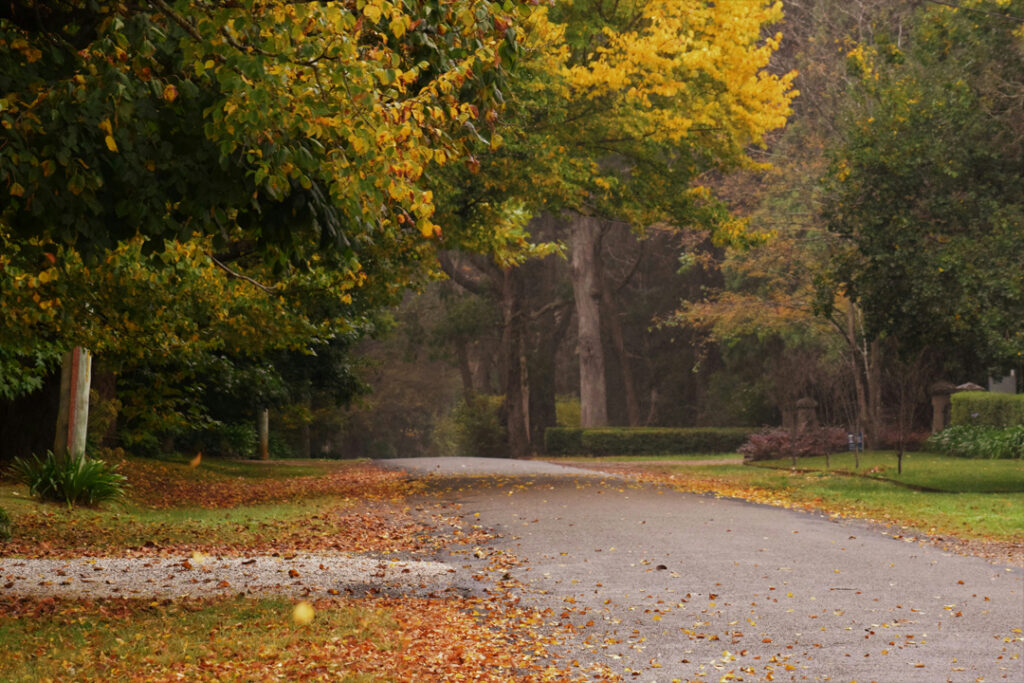 So quiet and peaceful... Rain drizzling down together with the falling autumn leaves... the Southern Highlands is the place to find autumn beauty!